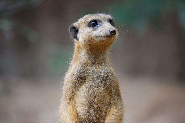 Erdmännchen - Portrait mit Krümeln im Schnurrbart