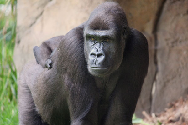 Gorilla - Weibchen mit Junge