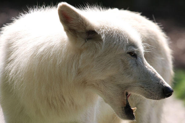 Polarwolf mit weißem Fell im Duisburger Zoo